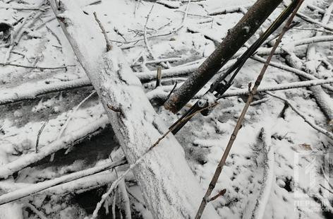 Последствия непогоды: дерево в Кривом Роге переломило женщине позвоночник