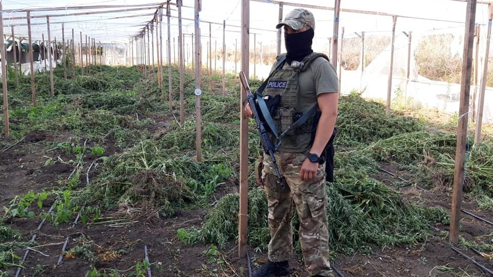 Рекордну плантацію коноплі виявили на Одещині, фото та відео