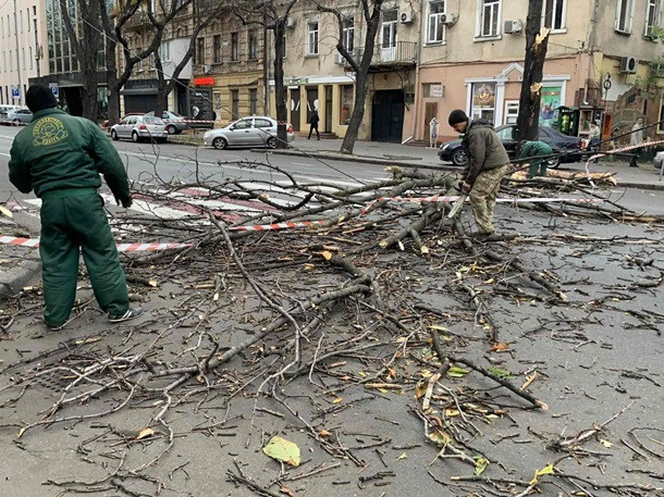 Штормовой ветер в Одессе повалил десятки деревьев, фото