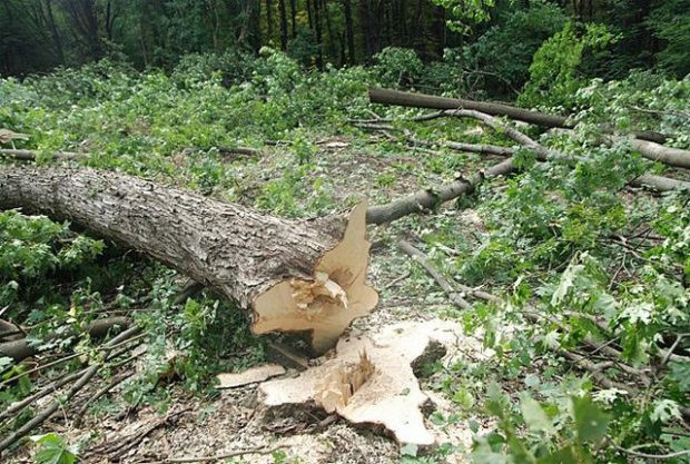 Конфликт в Харькове из-за вырубки парка: Большая Палата ВС приостановила рассмотрение дел