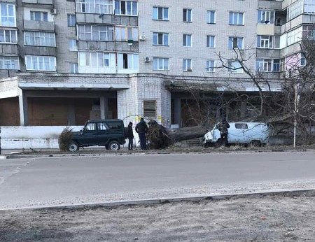 На Сумщині старе дерево розтрощило автівку: фото