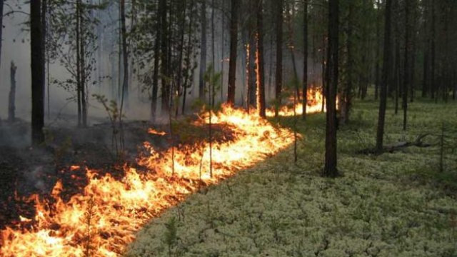 Третій день триває лісова пожежа на Житомирщині: подробиці