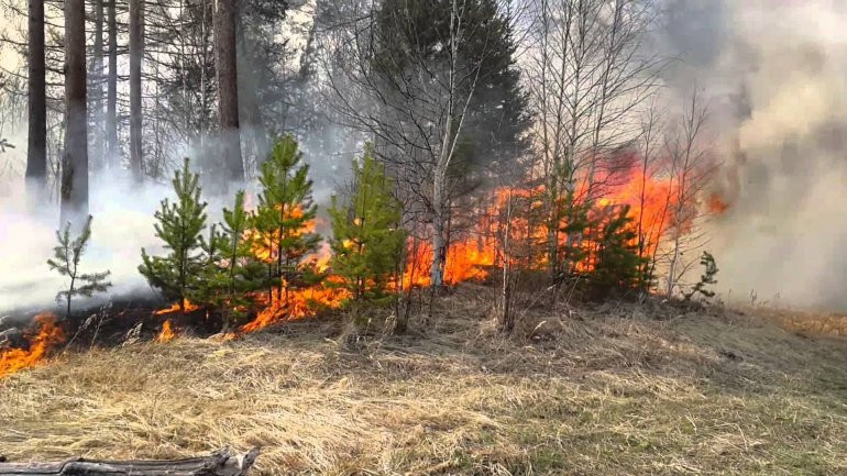 Потужні пожежі на Київщині: в Раді зареєстрували законопроєкт, який пропонує серйозні штрафи за підпали