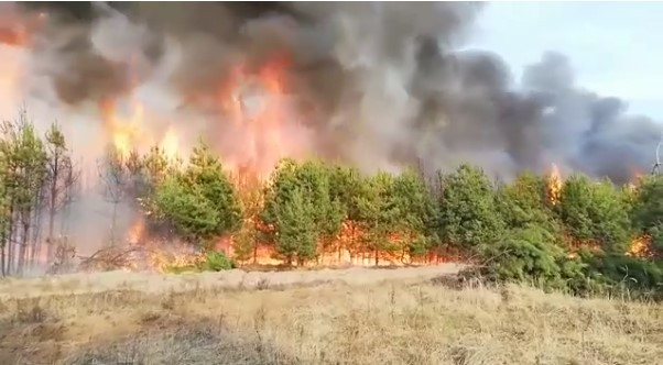 На Чернігівщині дачник спалив 70 гектарів молодого лісу: подробиці