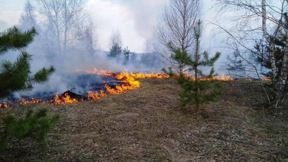 На Житомирщині знову спалахнули пожежі