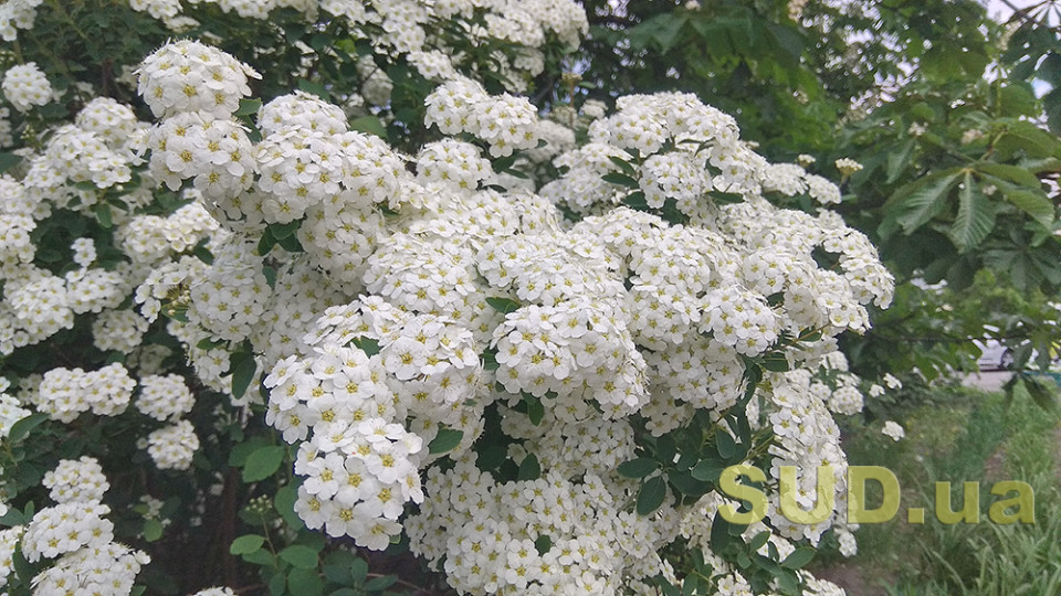 Отвоеванный у коронавируса элемент привычной жизни: уличная еда в Киеве 6 мая