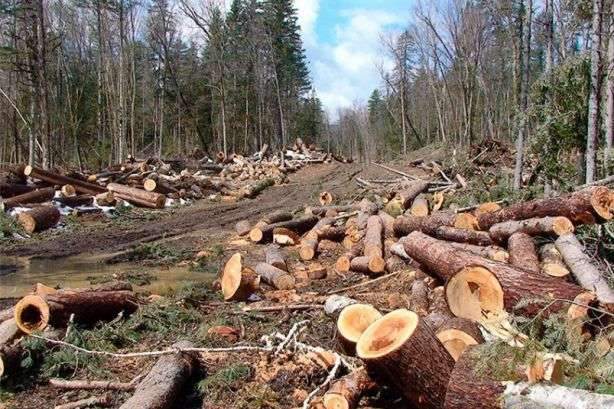 Незаконна вирубка дерев на 1,3 мільйони: керівництво лісництва постане перед судом