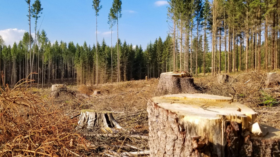 Посадовець лісової охорони завдав збитків у розмірі 17 млн гривень