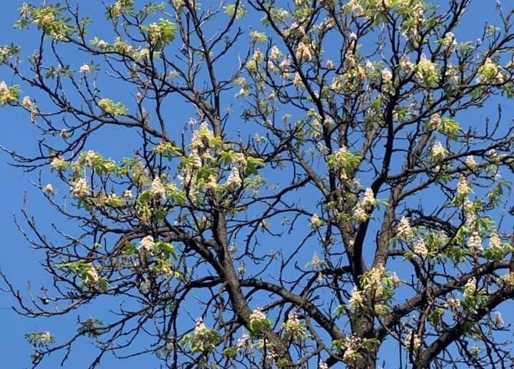 Погода радует: в Киеве повторно зацвели каштаны, фото