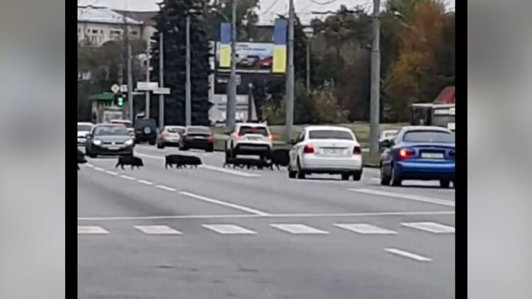 Многодетное семейство кабанов остановило движение автомобилей в Харькове: видео