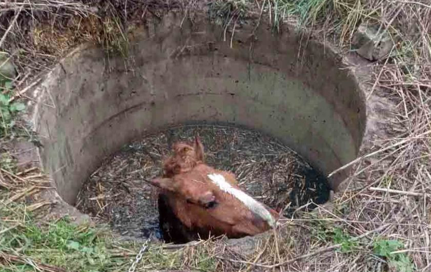 На Київщині провели «операцію» по порятунку коня, фото