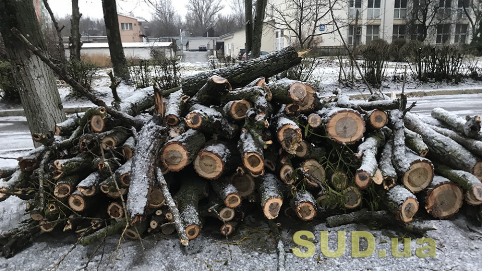 Депутати розглянуть законопроект про криміналізацію пошкодження та знищення дерев