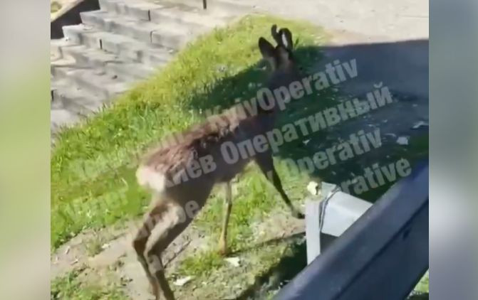 В Киеве заметили необычного домашнего любимца, видео