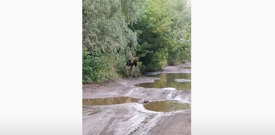 В Киеве возле метро разгуливал лось, видео