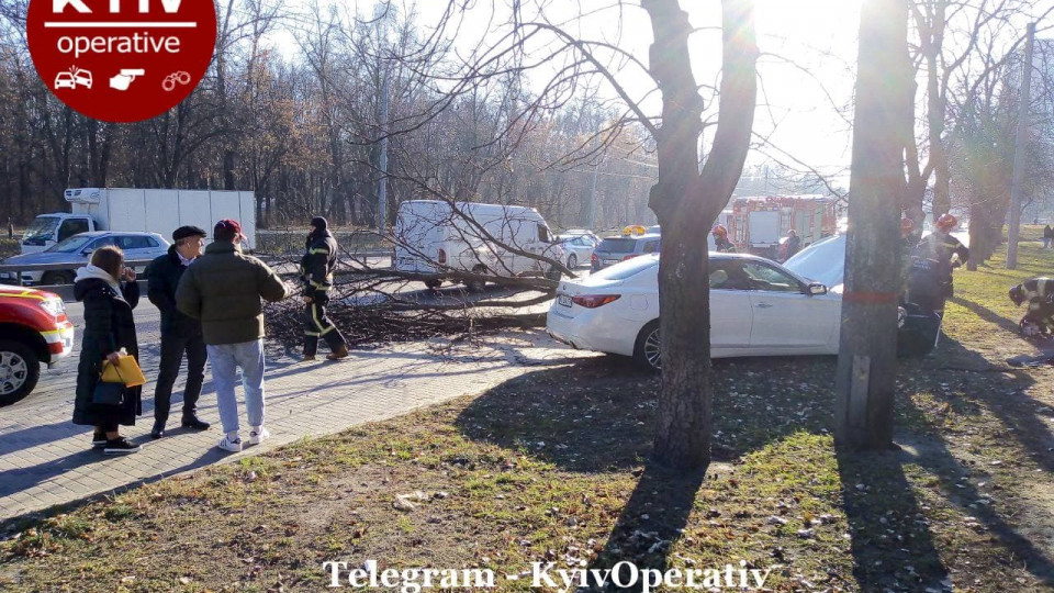 Заважало дерево: у Києві жінка не впоралася з керуванням і вилетіла з дороги