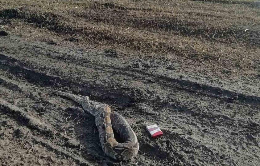 В Павлограде выбросили мертвого удава: рептилию обнаружили посреди дороги, фото