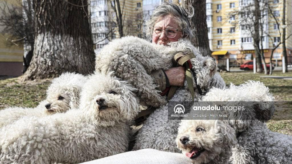 Жительница Ирпеня эвакуировалась из города вместе с 24 собаками, фото