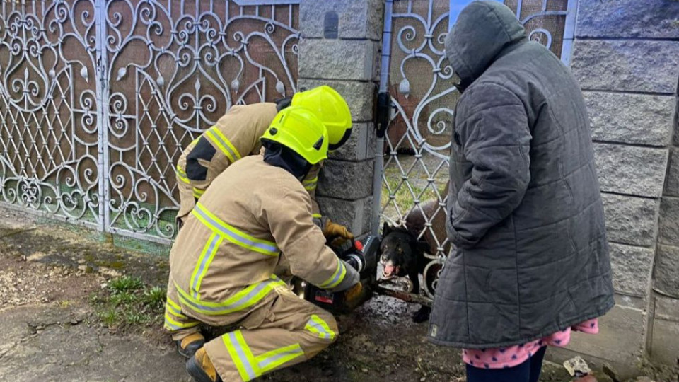 У Рівному рятувальники звільнили собаку з металевої «пастки», фото