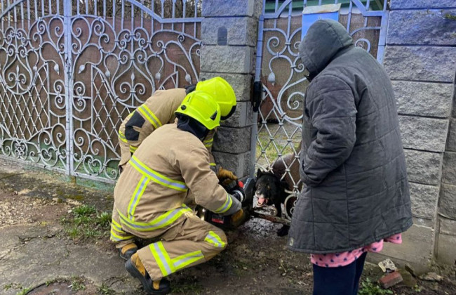 У Рівному рятувальники звільнили собаку з металевої «пастки», фото