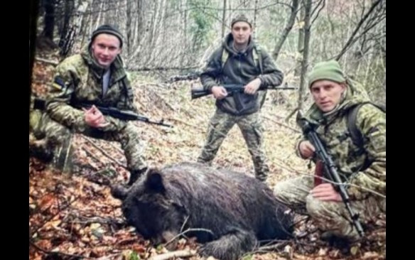 В Закарпатье нацпарк подозревает пограничников в убийстве медведицы, а те отрицают