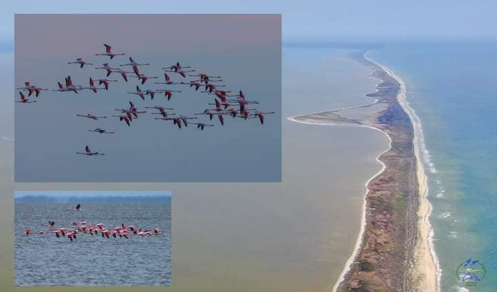 Заповедник Одесщины посетили сказочные фламинго, фото