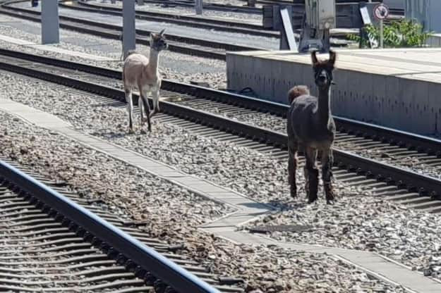 В Австрії лами втекли із цирку і заблокували рух поїздів, фото