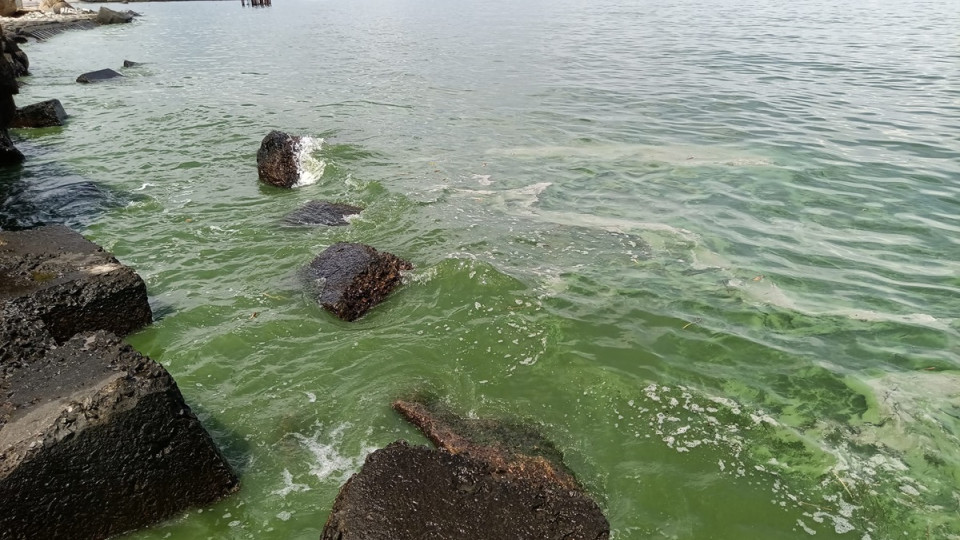 В Одессе «зацвело» море: фото и видео