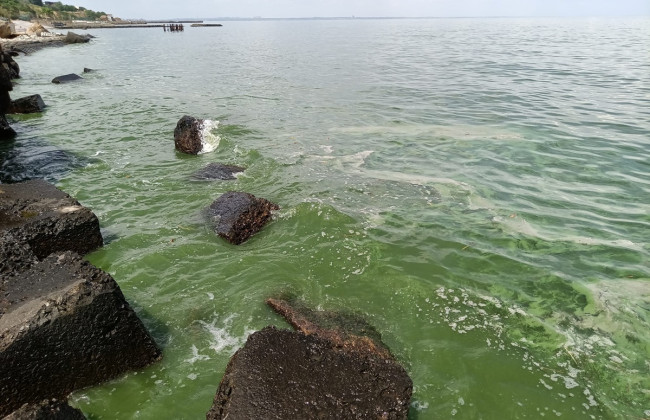 В Одесі «зацвіло» море: фото і відео