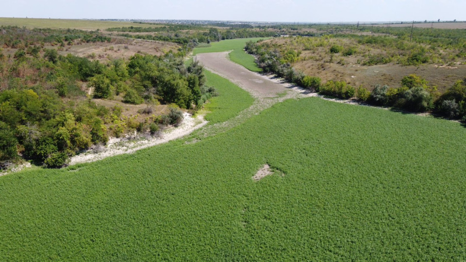 Дно колишнього Каховського водосховища засіяли конюшиною та люцерною, фото