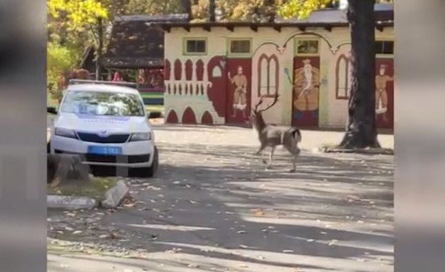 В Киеве спасли оленя, который бегал улицами города: видео