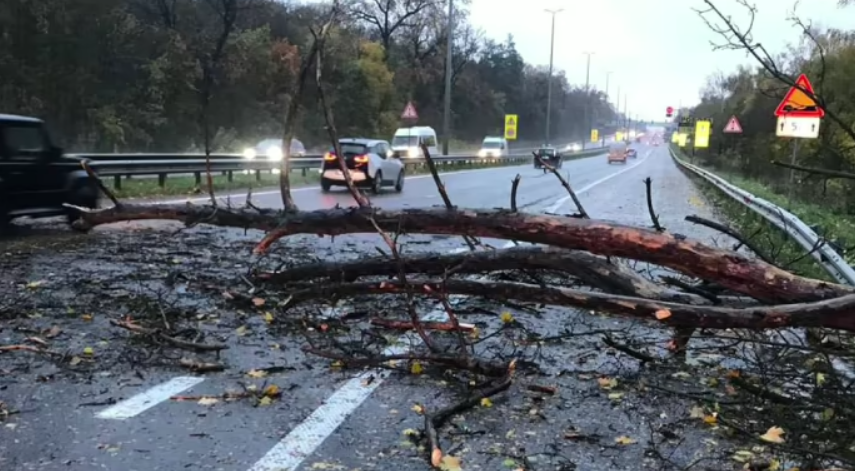 В Киеве дерево упало на мужчину, он умер от полученных травм, — КГГА