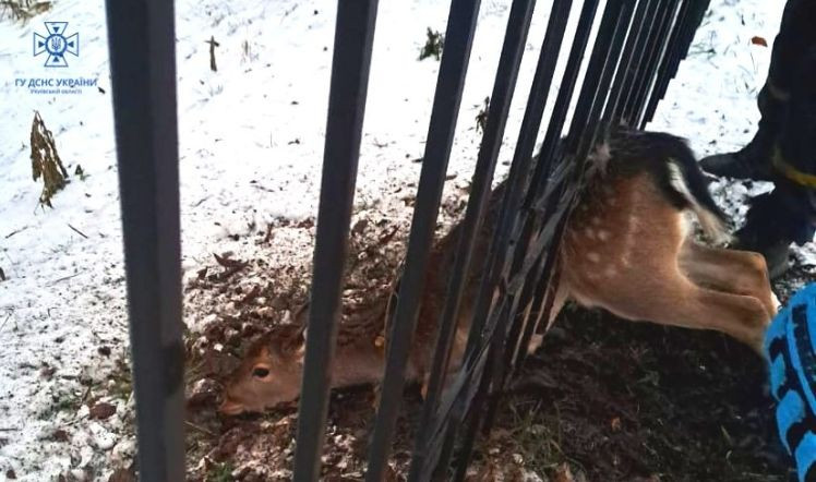 В Киевской области спасатели освободили из железной ловушки дикую косулю, видео