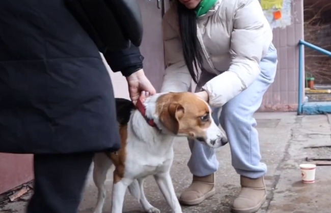 З-під завалів багатоповерхівки у Голосіївському районі дістали двох собак: одній вдалось вижити, відео