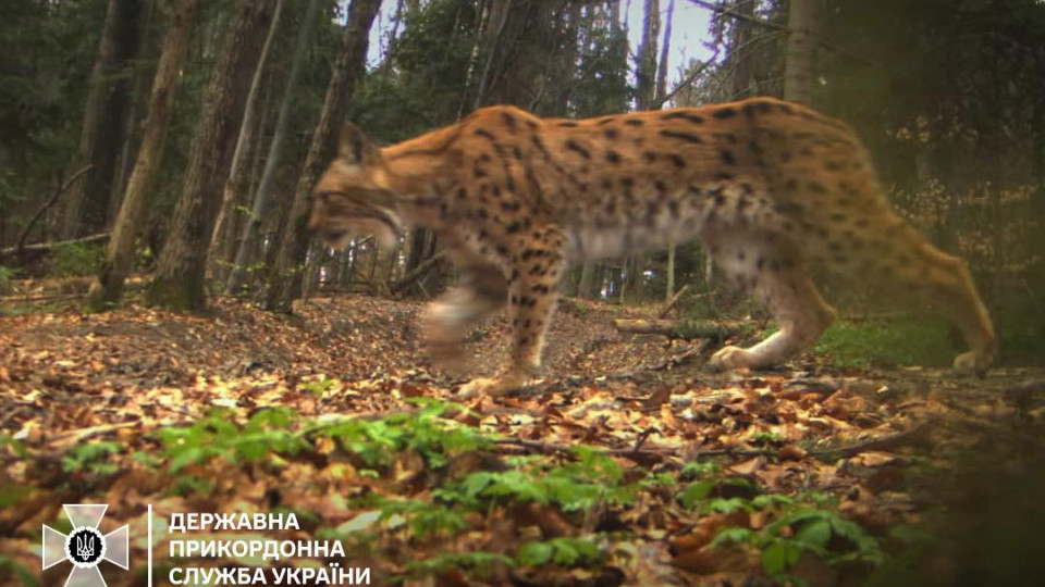 У ДПСУ зафіксували рись, яка контролювала кордон, фото