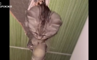 У Запоріжжі надзвичайники врятували кошеня, яке опинилося у бетонній пастці: відео