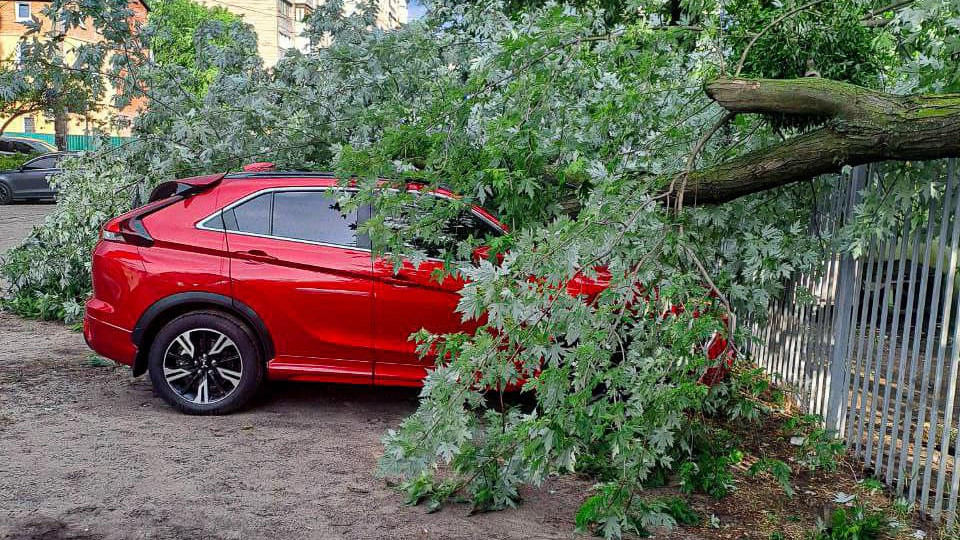 В Киеве дерево упало на автомобили, фото