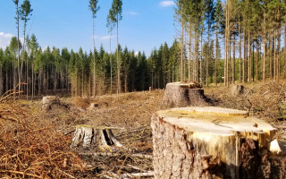 МВС та Нацполіція зможуть будувати свої установи на землях природних заповідників і лісів – прийнято закон