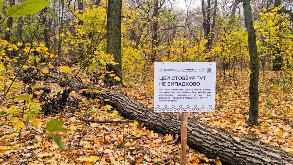 На певних локаціях у Києві залишатимуть зрізані стовбури дерев та сухостій – для чого