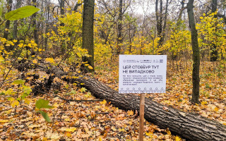 На определенных локациях в Киеве будут оставлять срезанные стволы деревьев и сухостой – для чего