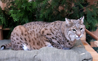 Зоопарк у Києві прихистив рись на ім'я Степан, фото нового мешканця