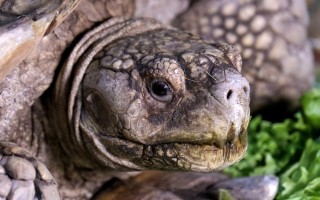 В Киевском зоопарке семья шпоровых черепах переехала в новое жилье, фото