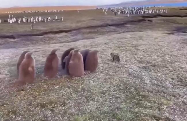 Птенцы королевского пингвина впервые увидели кошку — видео трогательного знакомства