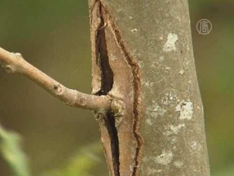 Ясени в Великобритании поразила опасная болезнь