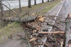 В Киеве из-за сильного ветра пострадала женщина